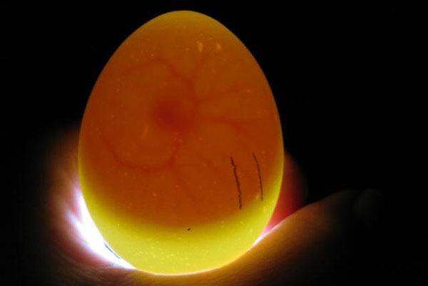 Яйцо оплодотворено и эмбрион развивается
