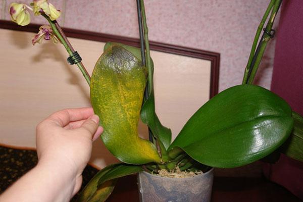 Заболела любимая орхидея
