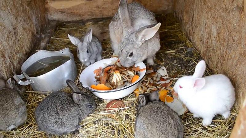рацион питания кроликов