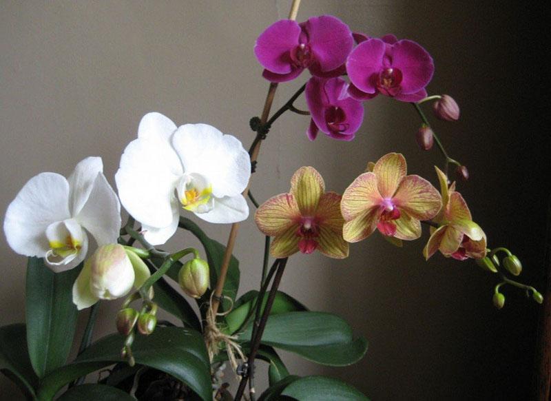 цветущие орхидеи