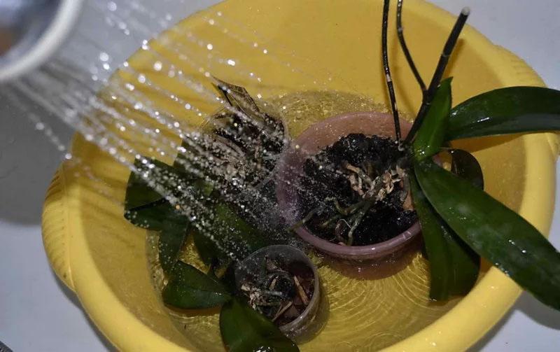 как поливать орхидеи методом теплого душа
