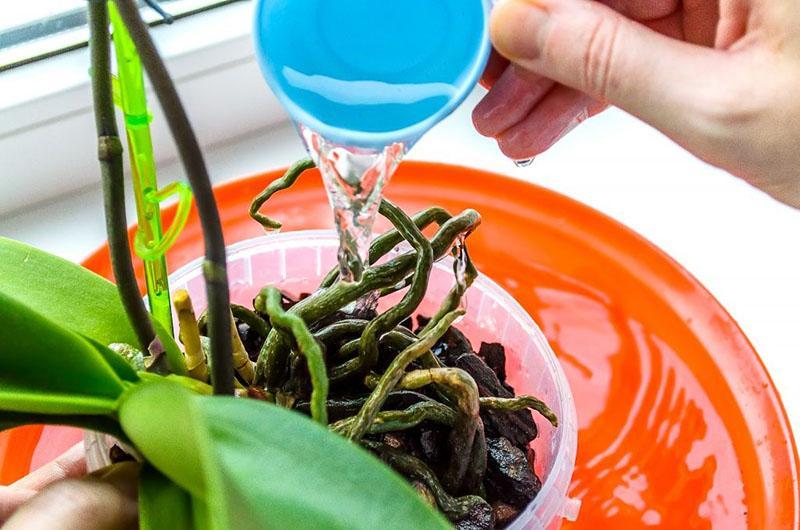 как поливать орхидеи в период покоя