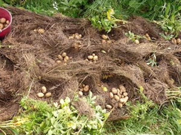 Сбор картофеля, посаженного по траве