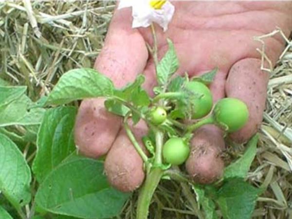 Ягоды семян картофеля на кусте