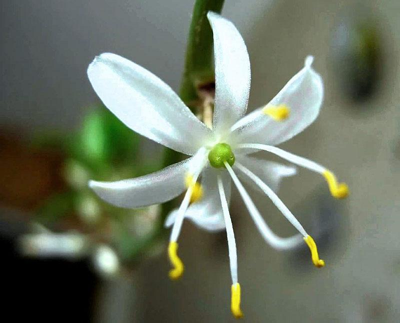 цветок хлорофитума