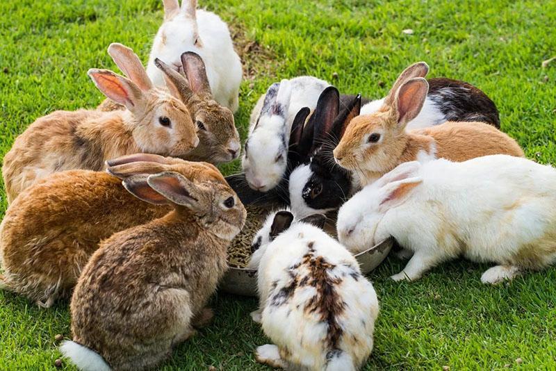 сколько живет кролик в домашних условиях