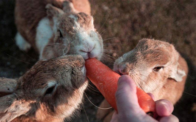 кормление кроликов