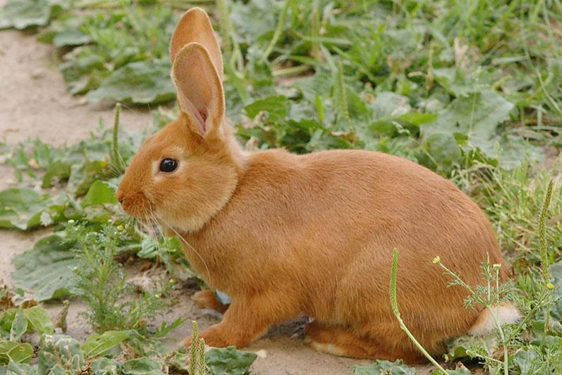 физическое здоровье кроликов