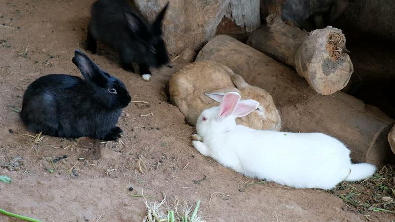 среда обитания кроликов