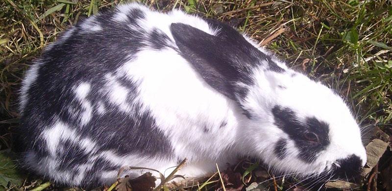преждевременная гибель кроликов