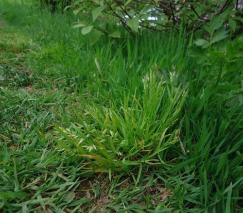 Как вырастить чистую газонную траву без сорняков