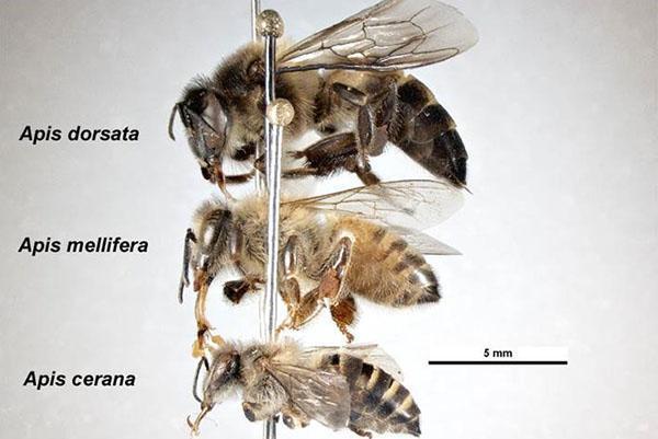 Азиатские медоносные пчелы
