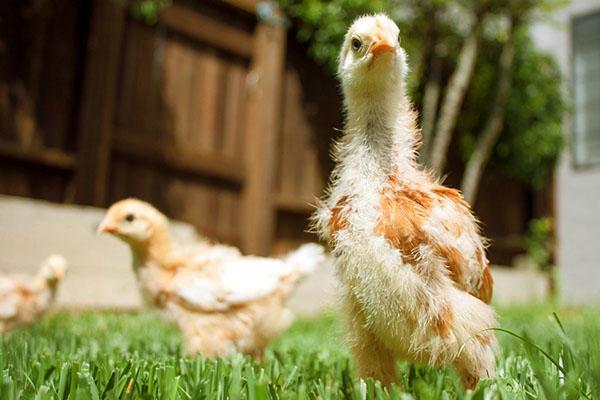 Как выращивать суточных цыплят в домашних условиях?