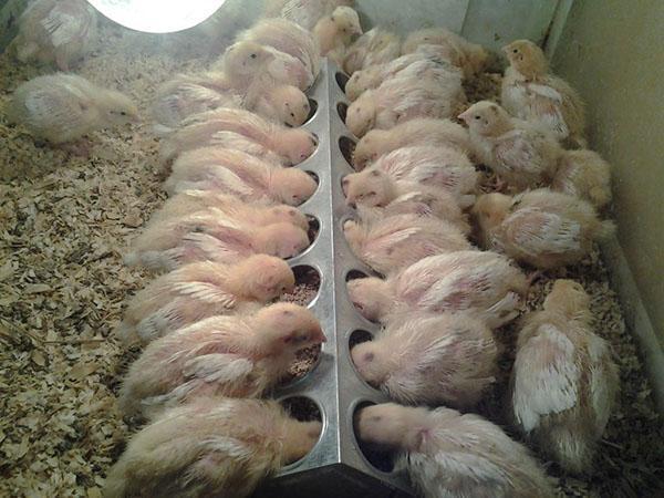 Цыплята получают антибактериальный Энроксил