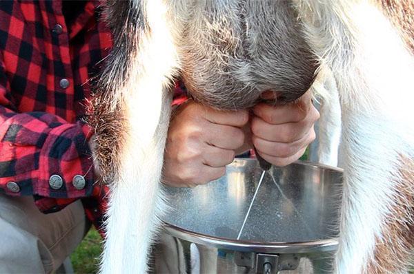 Сколько в среднем дает коза молока в сутки