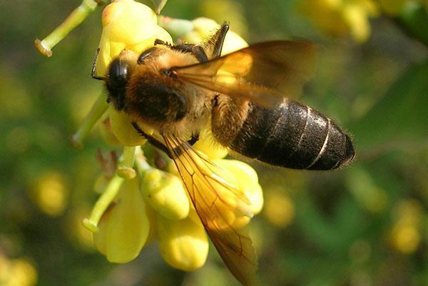 Гималайская горная гигантская пчела Apis dorsata laboriosa