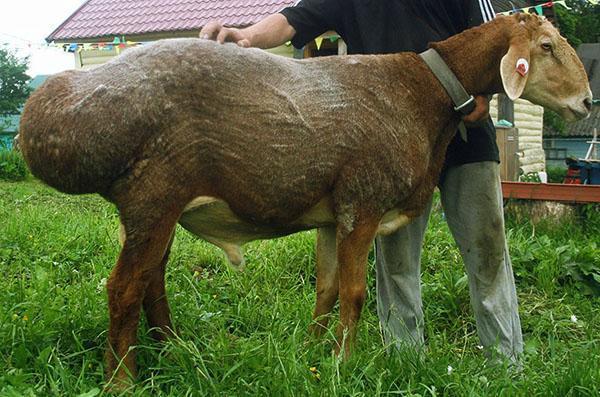 Гиссарская порода овец – яркий представитель мясосальной разновидности