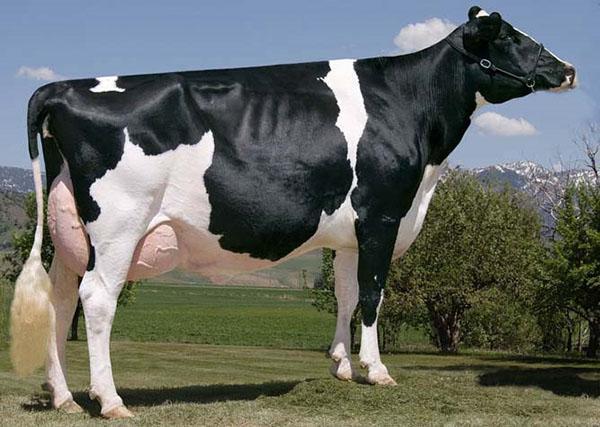 Голландская порода молочных коров