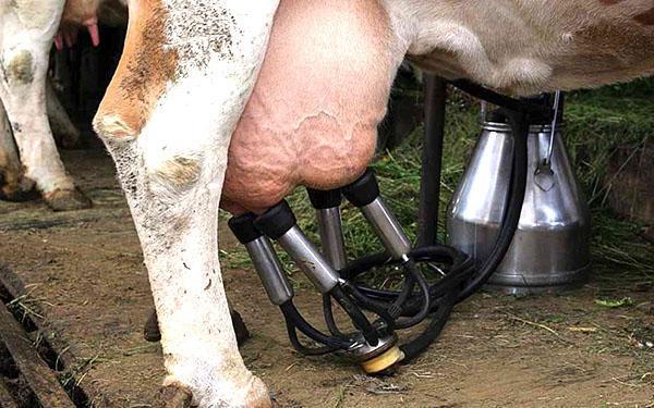 Использование доильного аппарата для дойки коровы