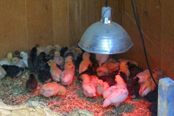 Использование лампы для обогрева цыплят