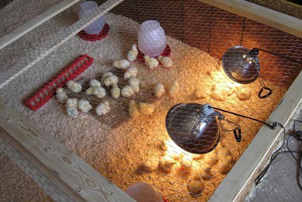 Комфортные условия для цыплят