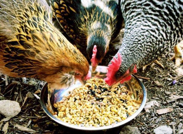 Как кормить кур горохом. Чем кормить куриц несушек в домашних условиях, чтобы неслись?