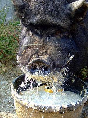 Кормление вьетнамской свиньи