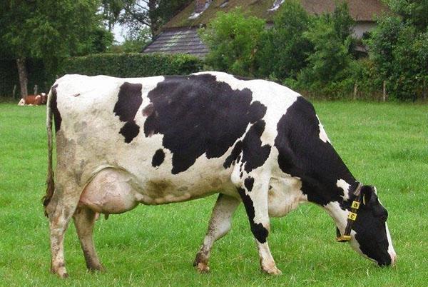 Корова с геморрагическим маститом на выпасе