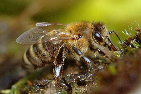 Краинская порода пчел (Apis mellifera carnica)