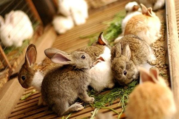 Крольчата едят траву