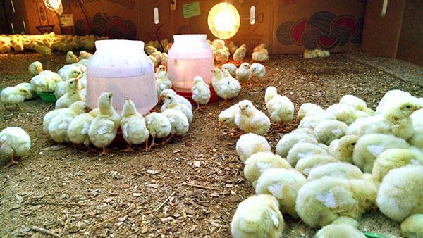 Маленьким цыплятам нужна круглосуточная подсветка