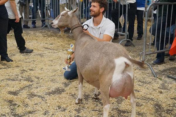 Молочная Тоггенбургская коза на выставке