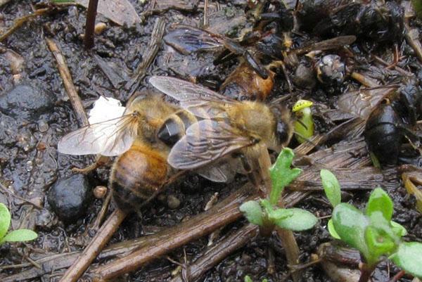 Нарушение правил содержания пчел привод к их заболеванию
