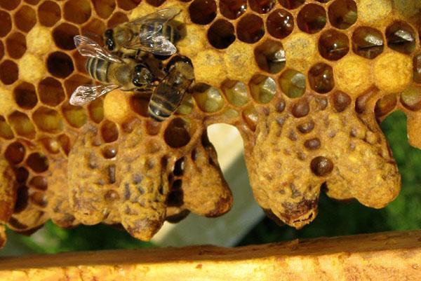 Отводок пчел с неплодной маткой