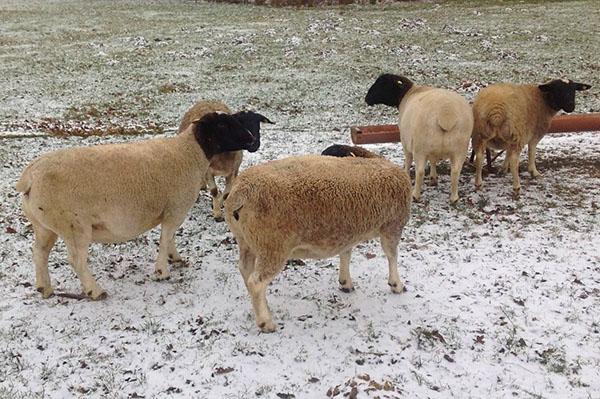 Овцы Дорпер зимой