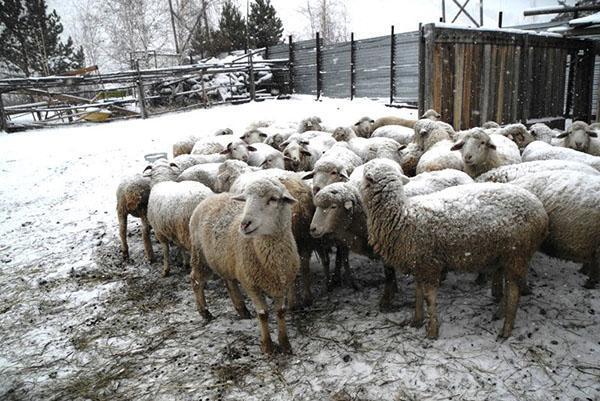 Овцы на подворье зимой