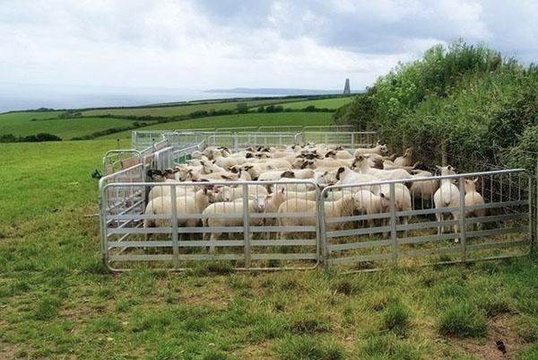 Овцы в переносном загоне