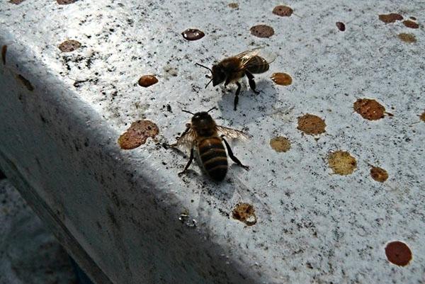 Первый облет пчел