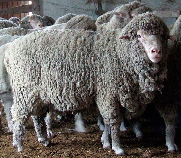Порода овец Прекос