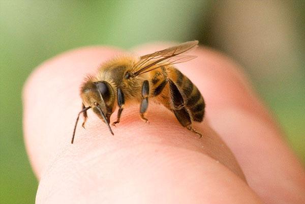 При неосторожном движении пчела может ужалить
