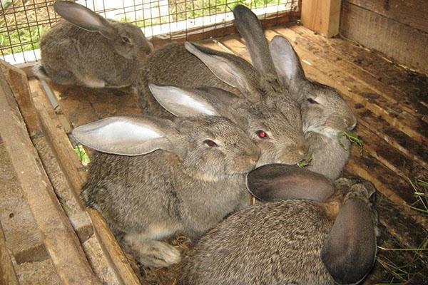 Прививают кроликов в 45 дневном возрасте