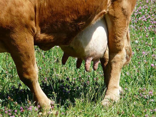Продуктивность коровы зависит и от породы животного, и от качества кормления
