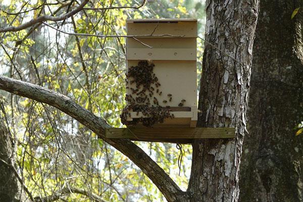 Размещение ловушки для пчел на дереве