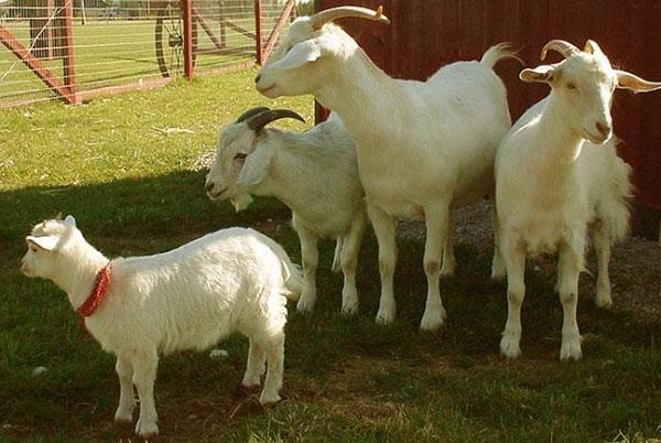 Семья коз на подворье