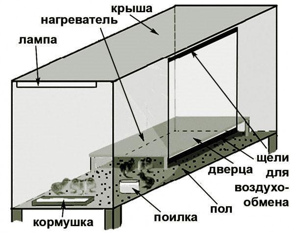 Схематическое изображение брудера