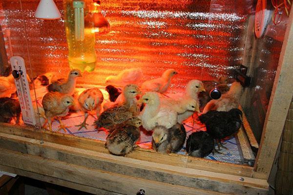 Температурный режим для цыплят в первые дни жизни: таблица, советы, видео