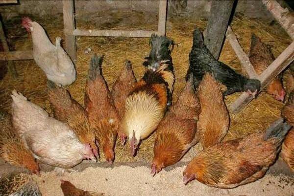 Чем можно кормить в домашних условиях чтобы курица могла нестись