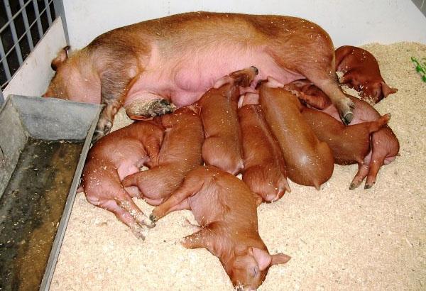 Сколько свиней можно выращивать в домашних условиях