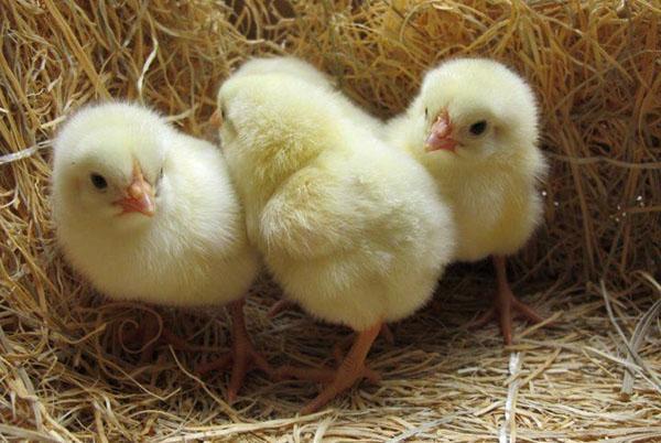 Как распознать в цыплятах курочек