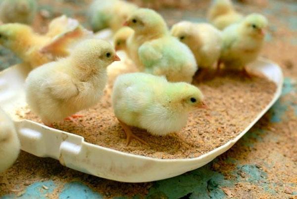 Суточные цыплята умеют самостоятельно подбирать корм